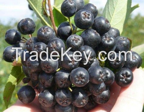 Aronia Berries