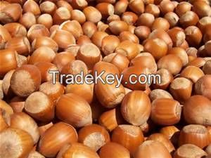 Raw Hazelnuts Kernels In Shell, Organic Hazelnuts, Blanched Hazelnuts..