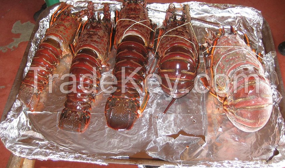 FROZEN LOBSTERS