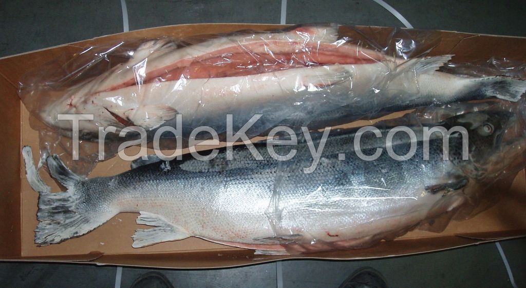 FROZEN SALMON FISH