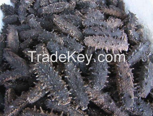 DRIED SEA CUCUMBER