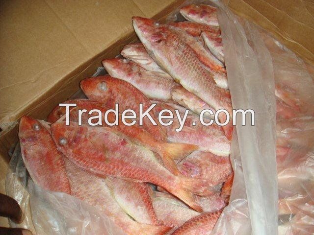 FROZEN RED MULLET FISH