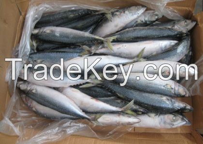 FROZEN HORSE MACKEREL