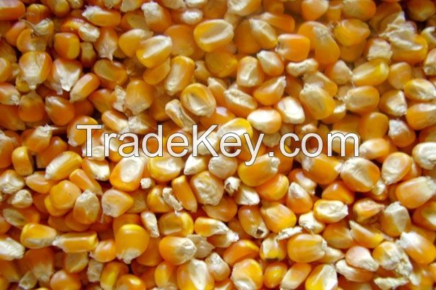 YELLOW CORN