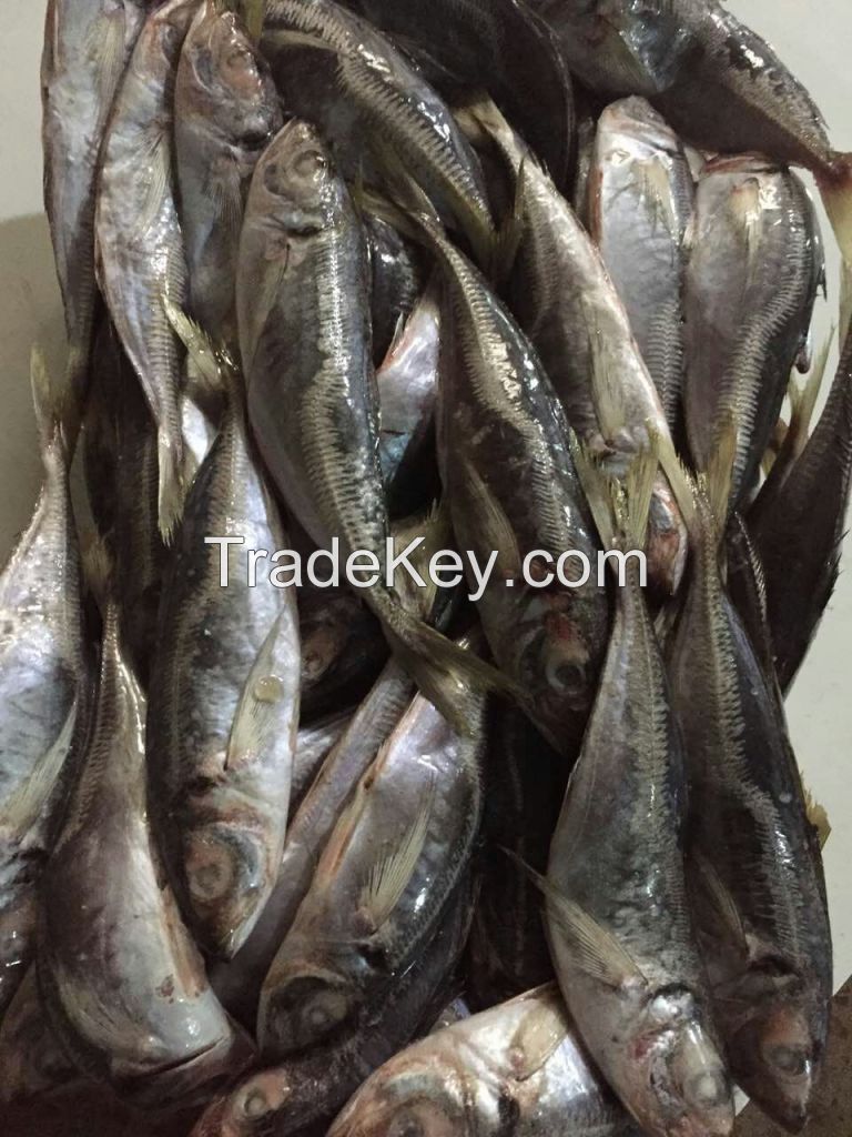 Big eys horse mackerel  Yellow tail scad Decapterus matuadsi