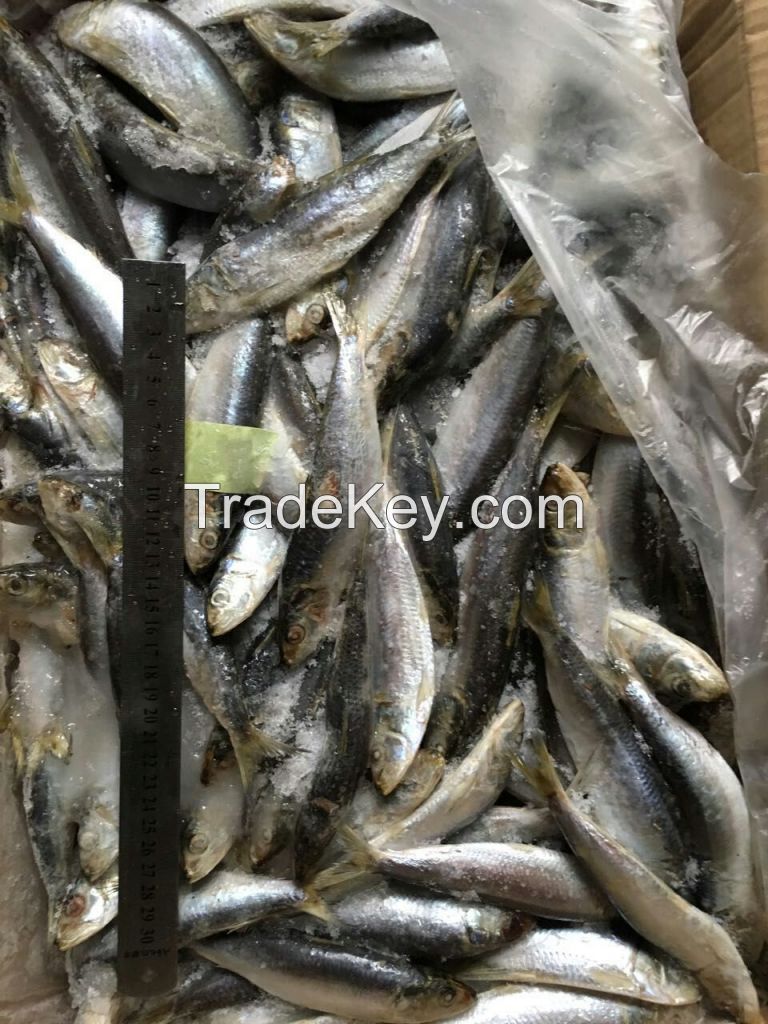 All size sardine for canning and bait sardinella loniceps light purse seine