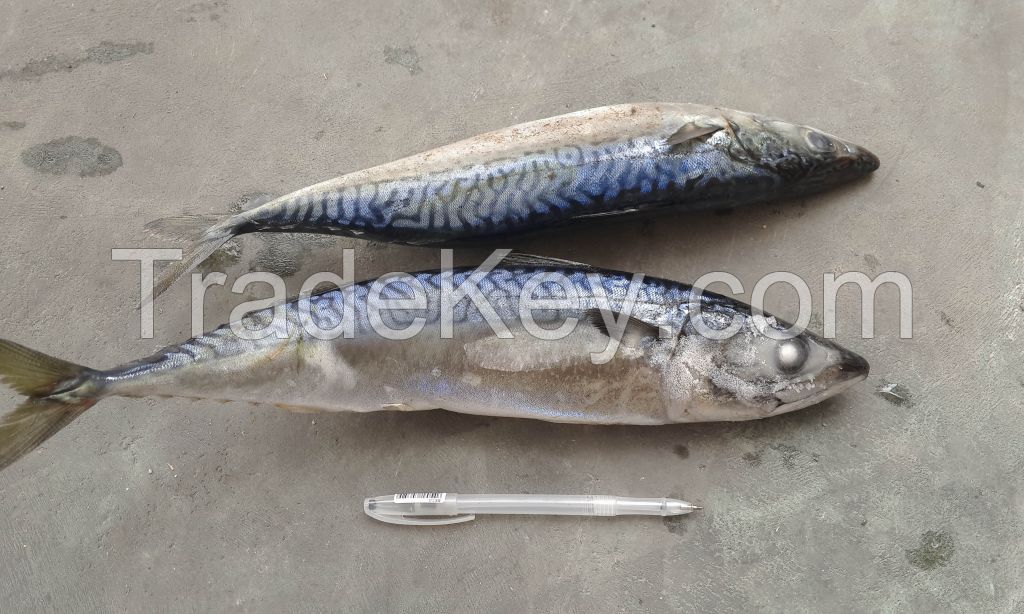 Japanese pacific mackerel scomber japonicus