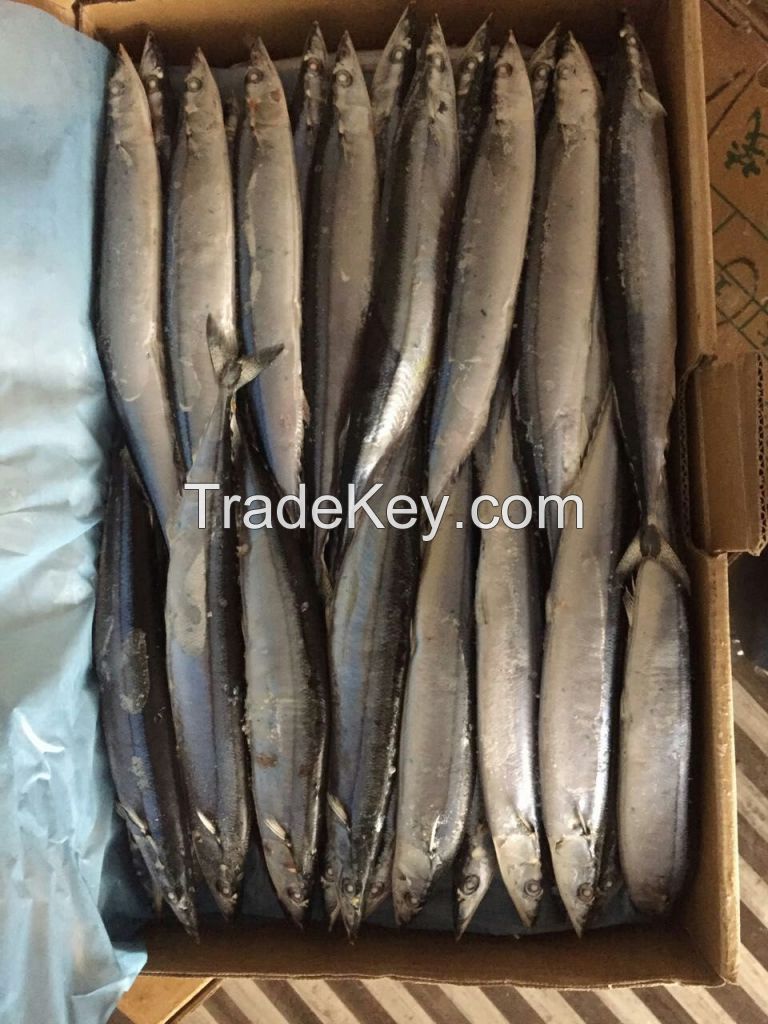 Frozen pacific saury fish cololabis caira