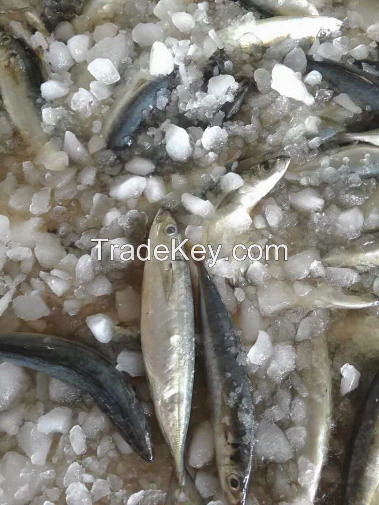 Frozen round scad fish horse mackerel  Decapterus macrosoma