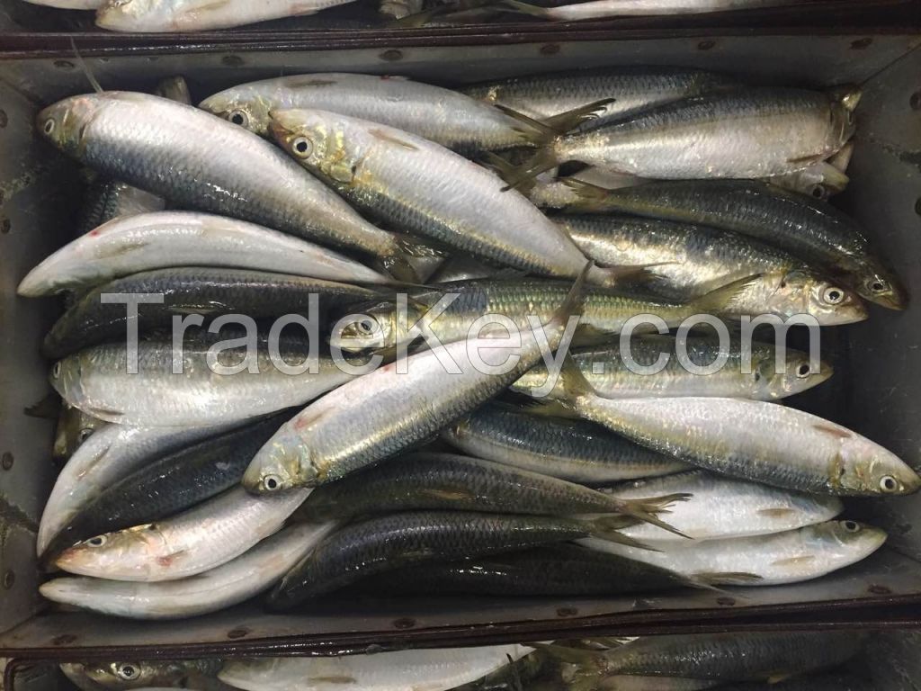 All size sardine for canning and bait sardinella loniceps light purse seine