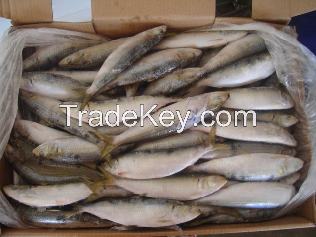 All size sardine for canning and bait sardinella loniceps light purse seine