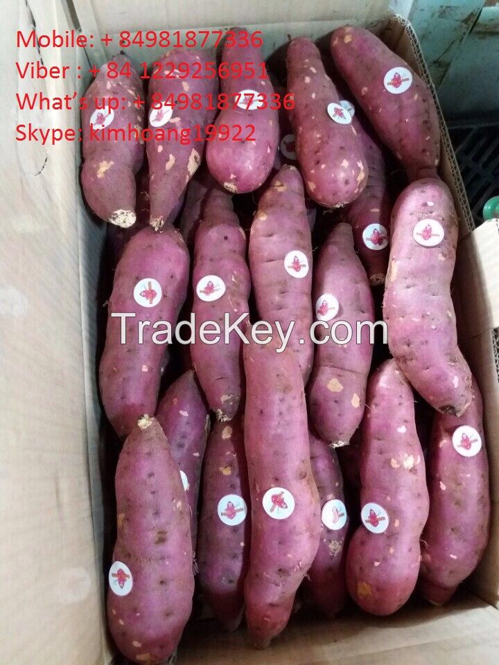 Export fresh sweet potatoes/ sweet potato , good price and good quality