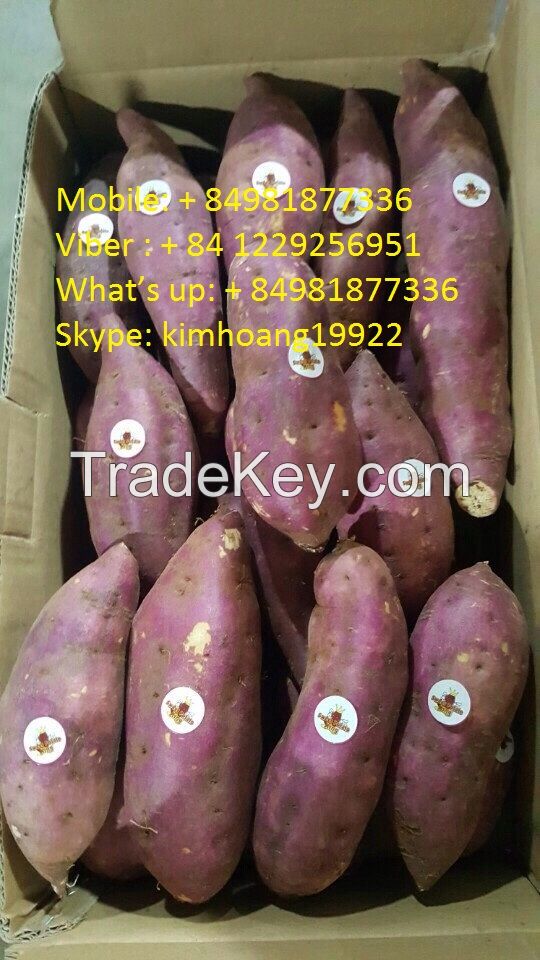 Export fresh sweet potatoes/ sweet potato , good price and good quality