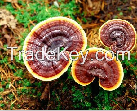 Reishi Mushroom Extract