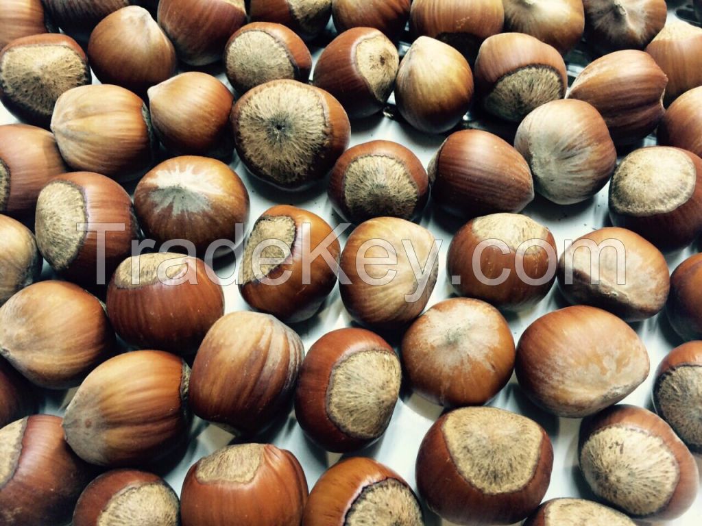 Hazelnuts / Filberts from Georgia