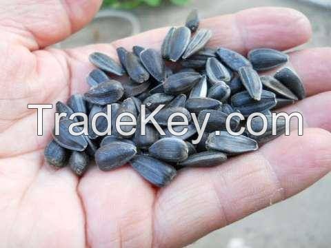 Sun flower seeds "Lakomka"