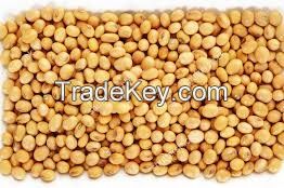 Soybean