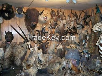 Varieties of Taxidermy mounts Available for sale