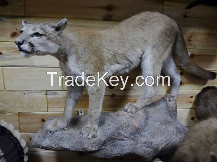 Varieties of Taxidermy mounts Available for sale