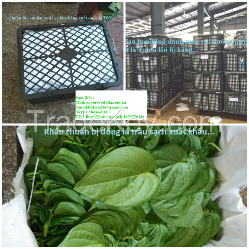 Fresh Betel Leaf