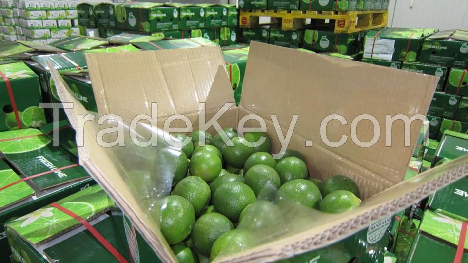 Fresh Seedless Lime From Vietnam