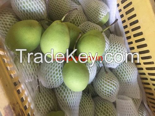 shandong pear