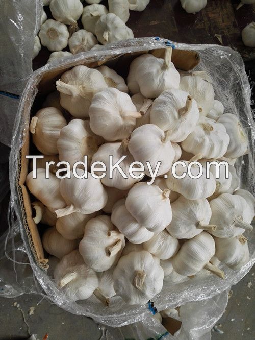 pure white garlic