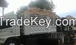 Rubber  wood  chips