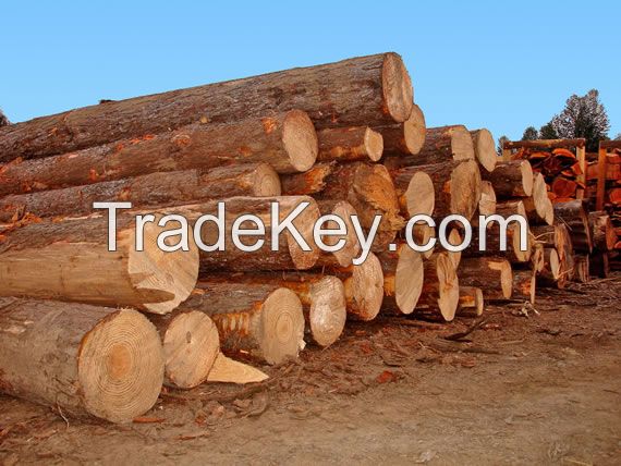 Wooden logs Eucalyptus / Pinus