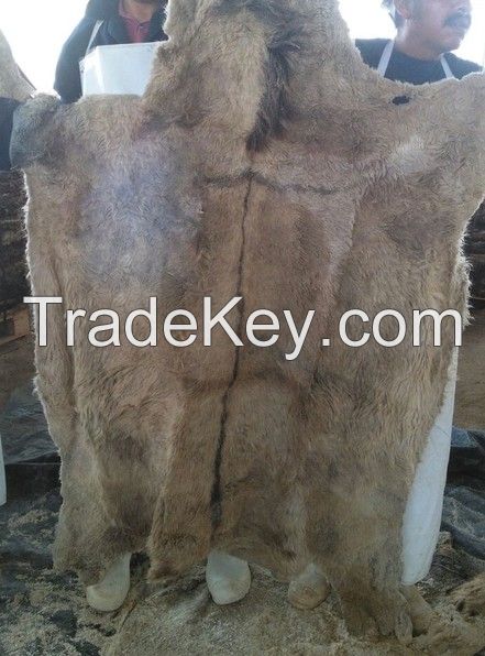 DRY SALTED DONKEY HIDES WITH HEADS,TAILS AND EARS