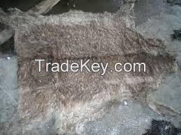 Raw Salted Donkey Skins/Hides