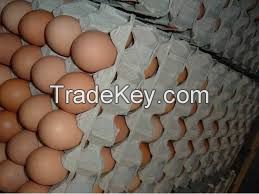 Fresh Chicken Table Eggs and Hatching Eggs