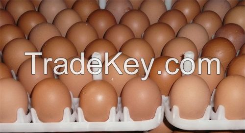 Buy Cheap Broiler Hatching Eggs Cobb 500 and Ross 308