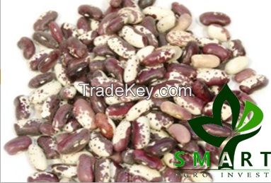 Smart Agro Invest LLC : White Kidney Beans  &quot;Swallow&quot;  from Ukraine