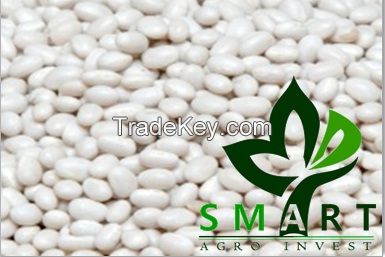 Smart Agro Invest LLC : Kidney Beans "Mavka" from Ukraine