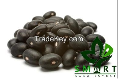 Smart Agro Invest LLC : offer WHITE KIDNEY BEANS / RED KIDNEY BEANS / KIDNEY BEANS