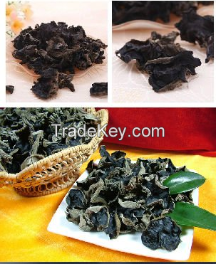 Black fungus