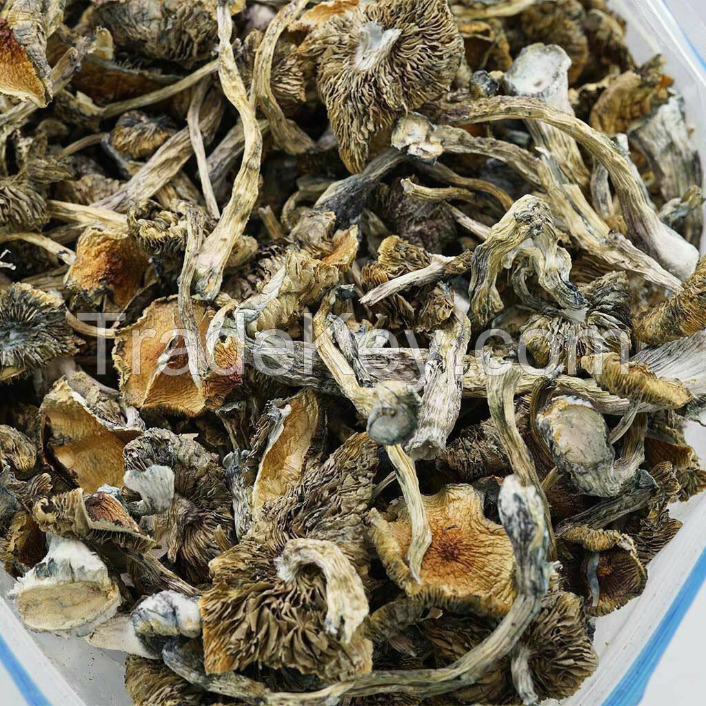 Mushrooms and Medical Weed For Recreational