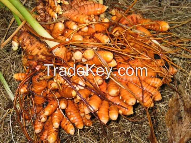 VIETNAM TURMERIC