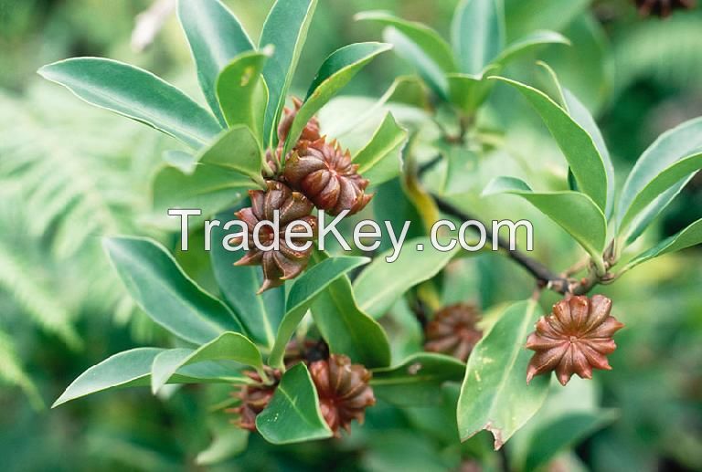 VIETNAM STAR ANISE