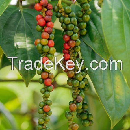 VIETNAM BLACK PEPPER