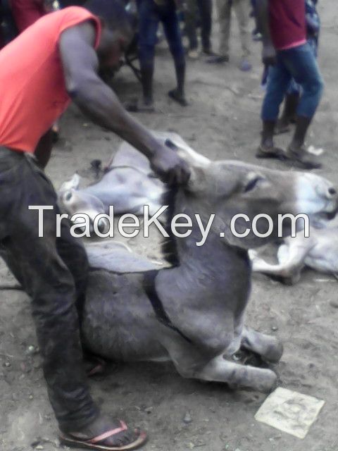 Donkey skin exporter