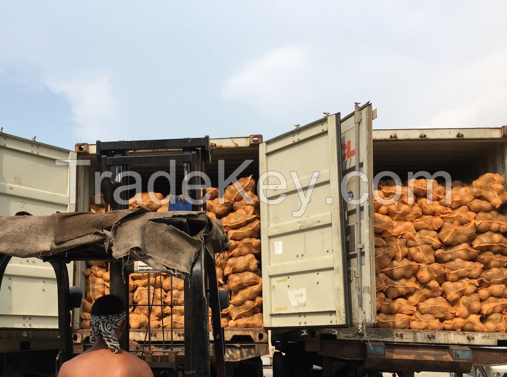 Fresh Matured Coconuts