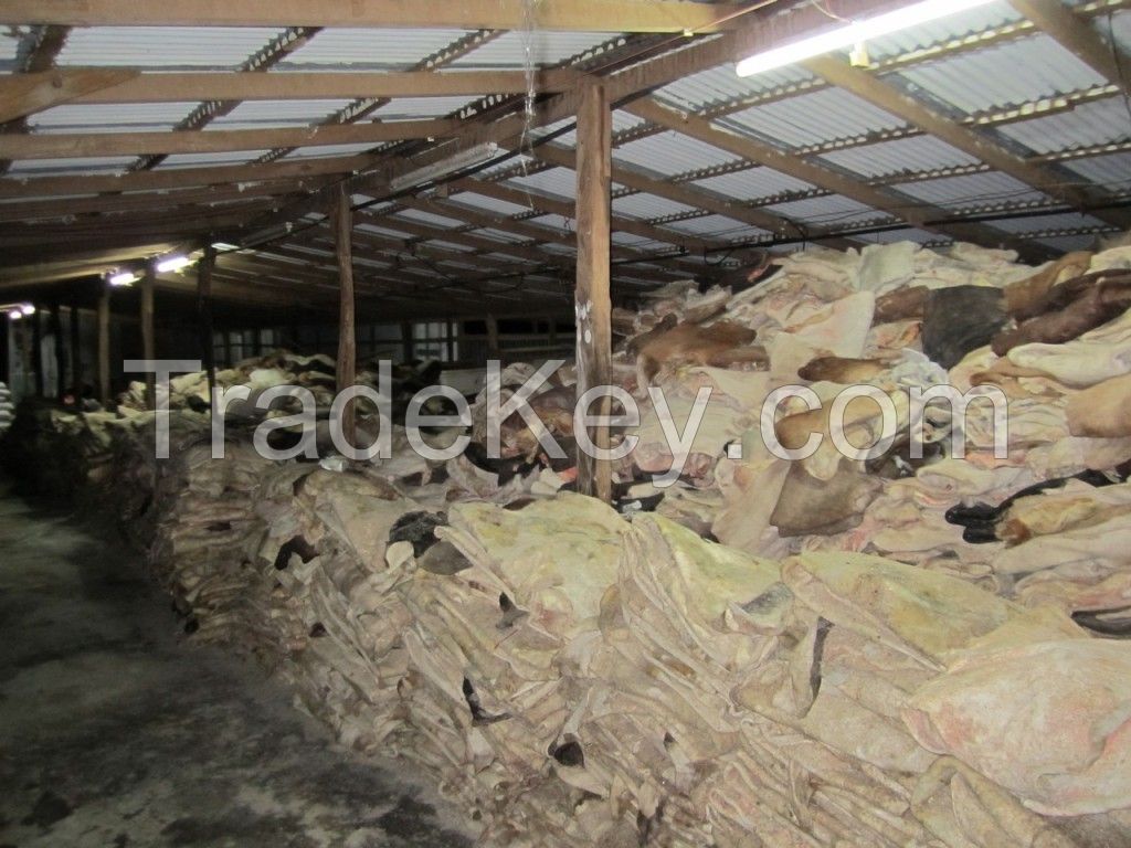 Dry salted Donkey Hide