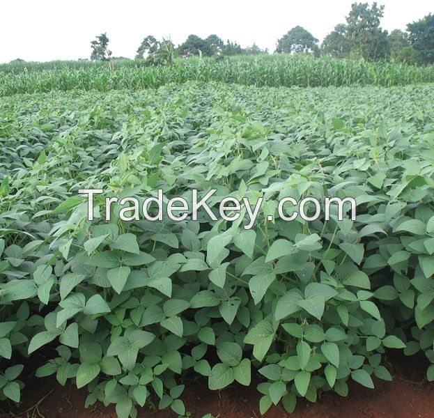 Soybean