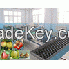 Electronic fruit grading machine