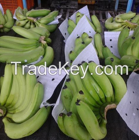 Green Cavendish Bananas