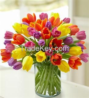 Gift Cute Rainbow Tulips to Your Loved One |OnlineFloristUAE 