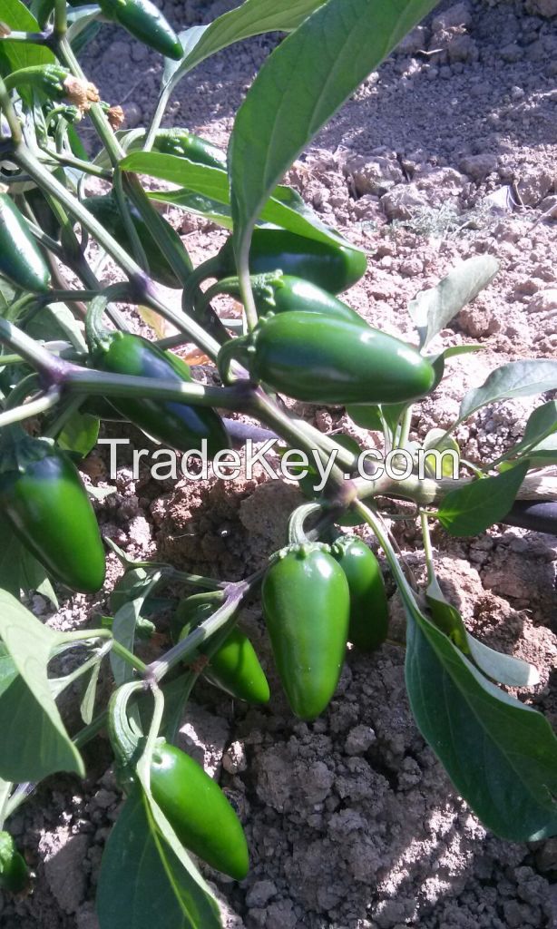 Fresh and dried organic chili from Spain