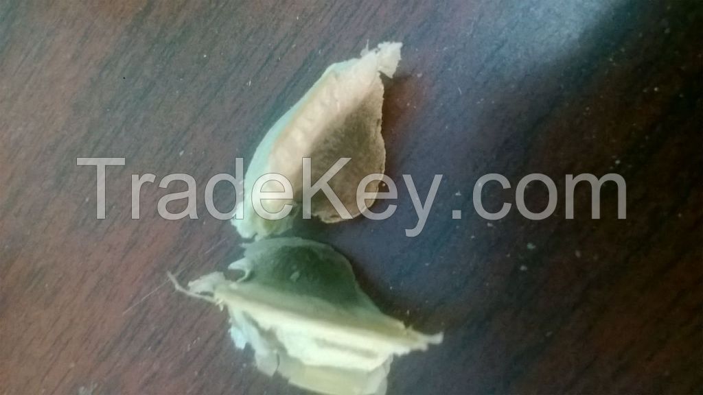 MORINGA SEEDS